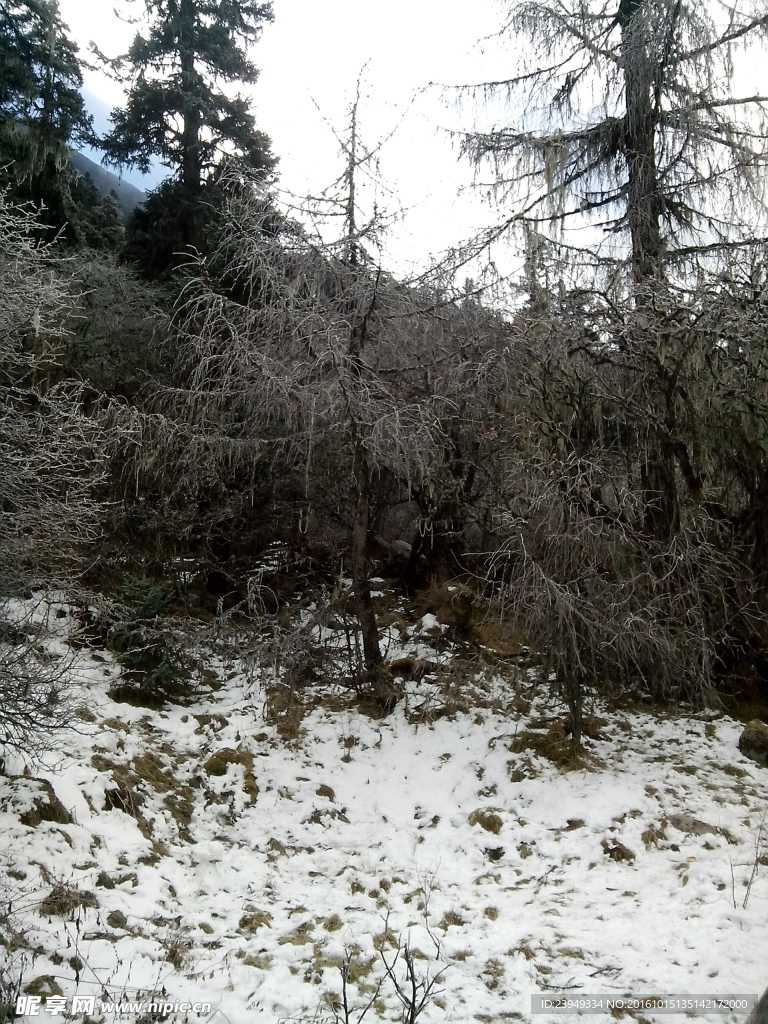 冰川與植物