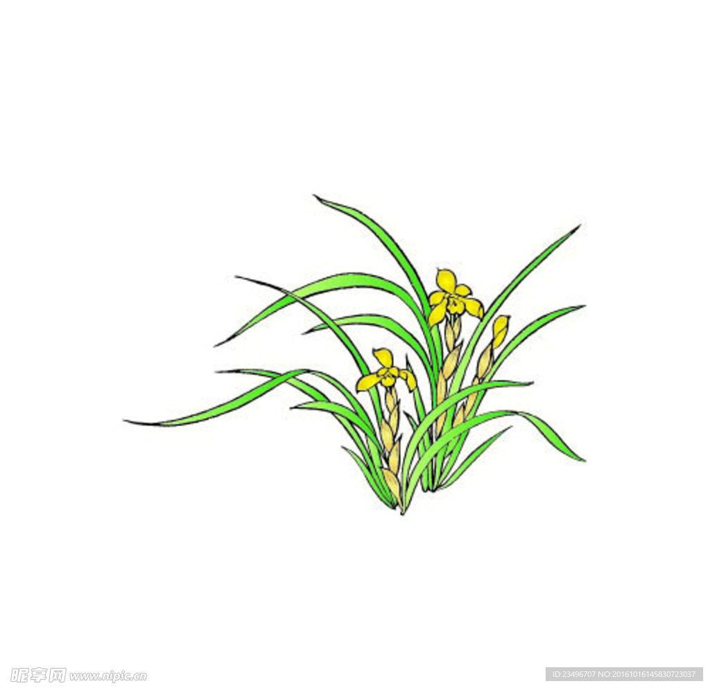 手繪填色蘭花