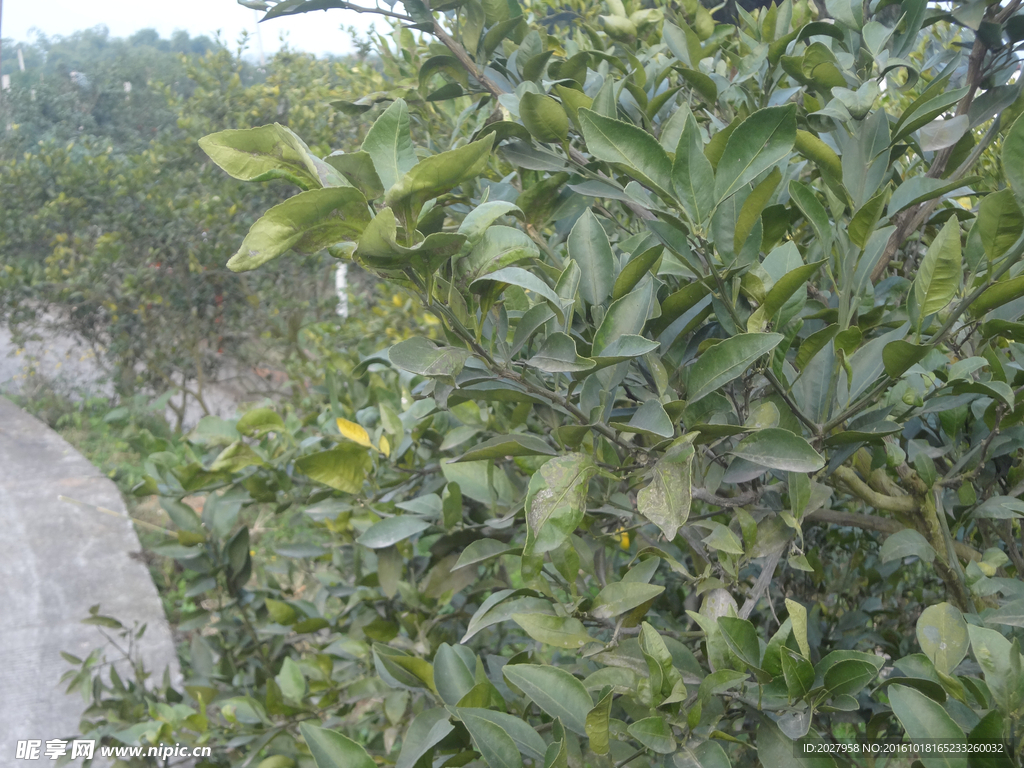 水果  柑橘  果樹