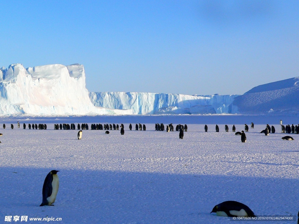 南极洲可爱的企鹅