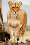 猛兽雌性狮子摄影图片
