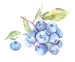手绘蓝莓