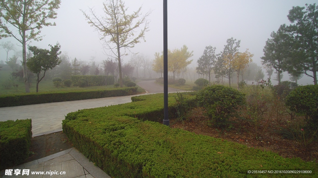公园的雾