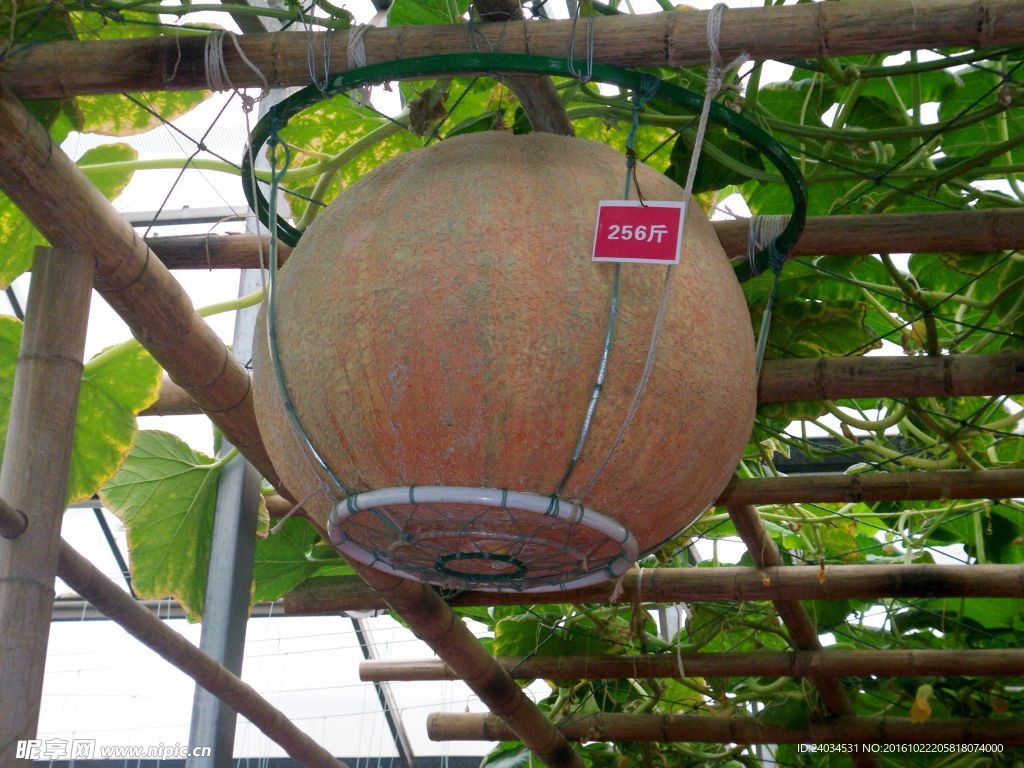 蔬菜 大南瓜