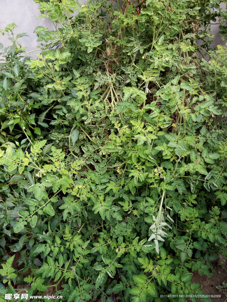 番茄葉