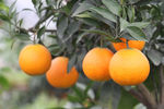 水果　柑橘　杂柑