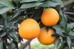 水果 柑橘 杂柑
