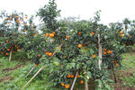 水果 柑橘 果树