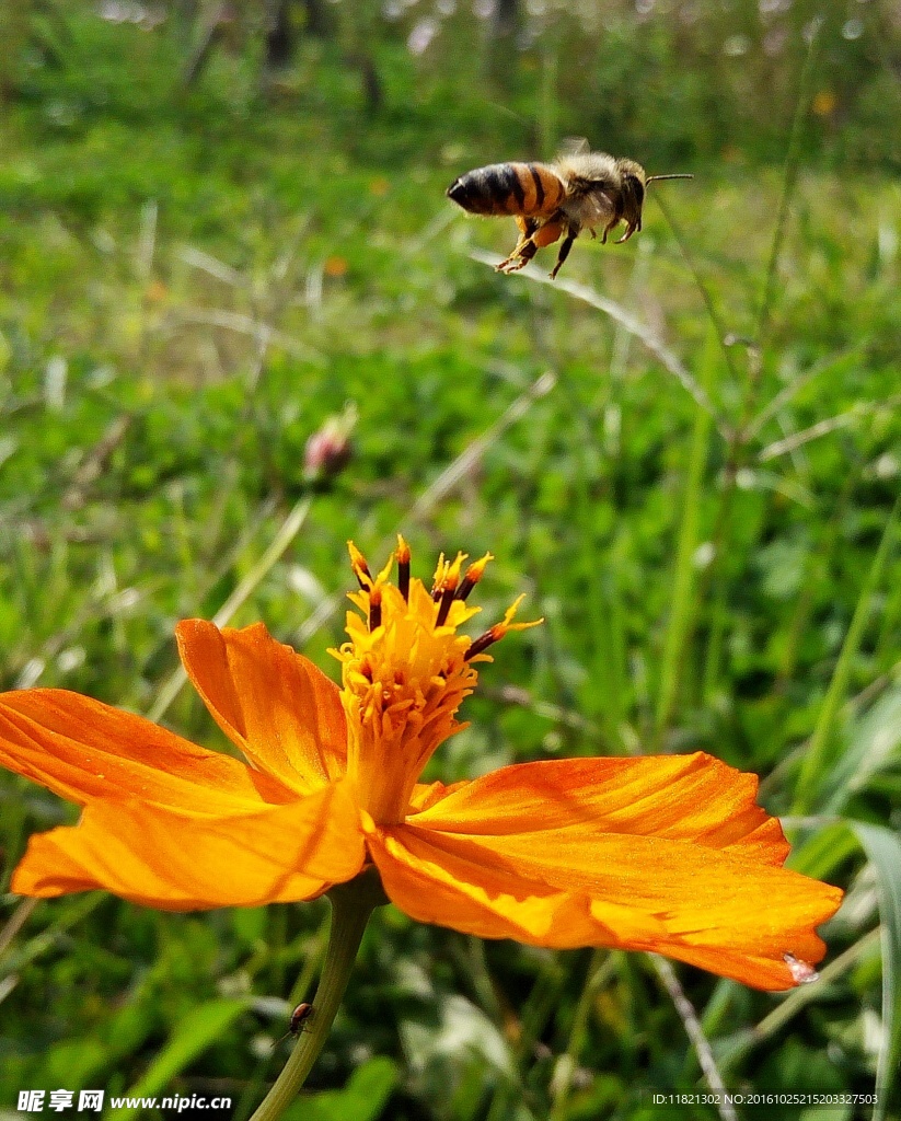 蜜蜂