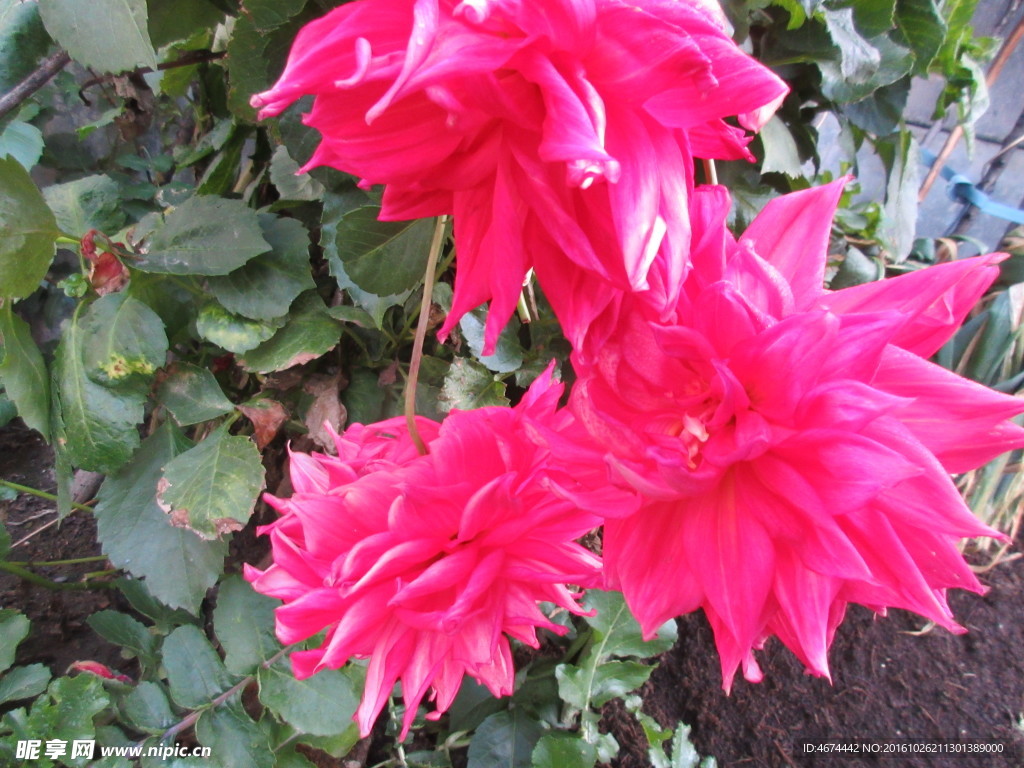 菊花