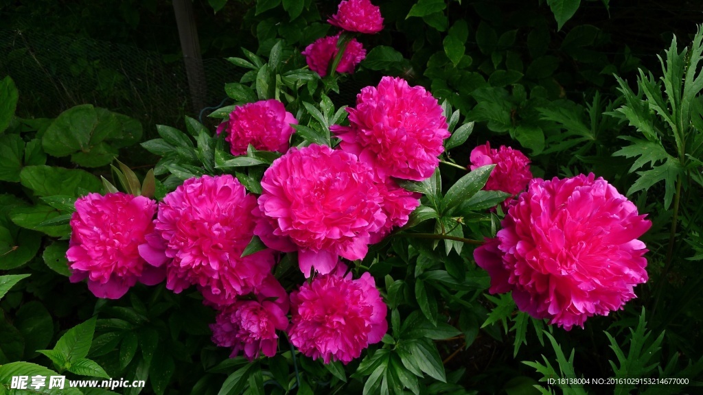 芍藥
