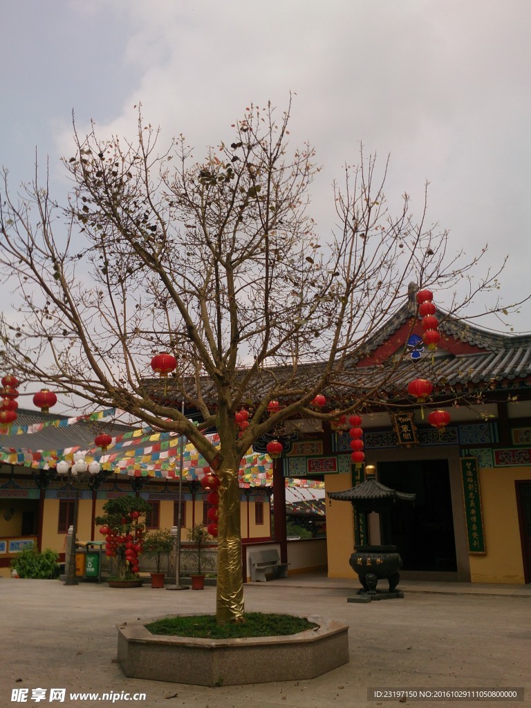 寺廟樹木