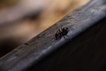 微距摄影蚂蚁