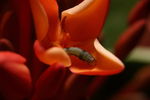 微距摄影 花朵上的毛虫