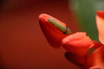 微距摄影 花朵上的毛虫