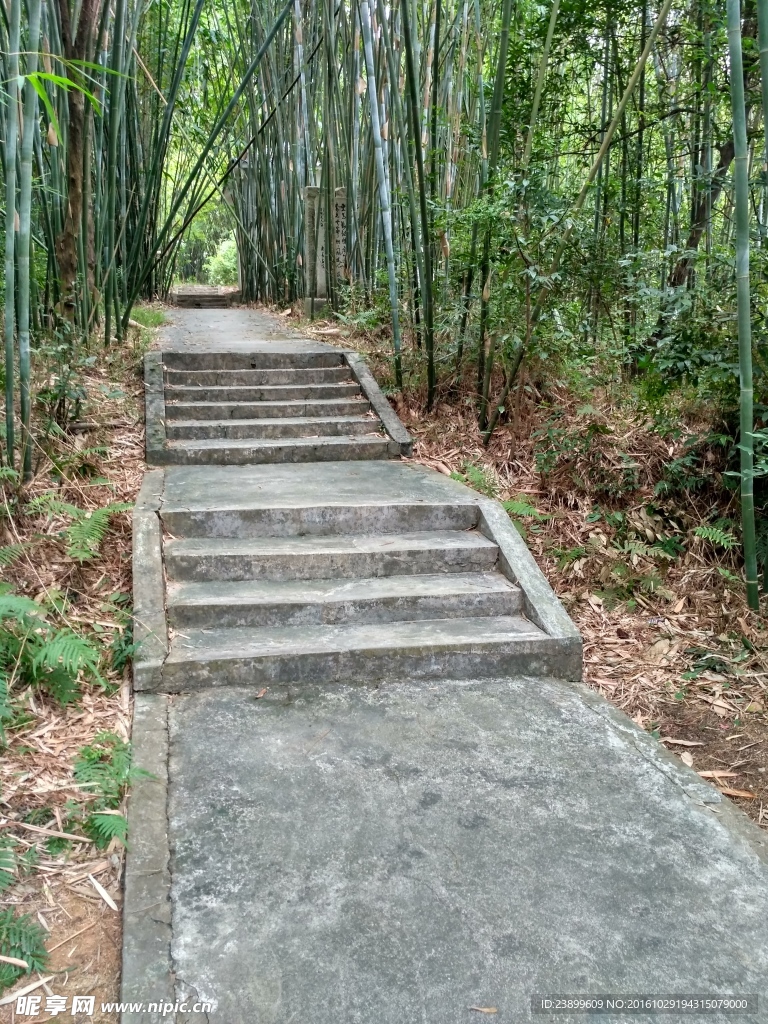 竹林綠道