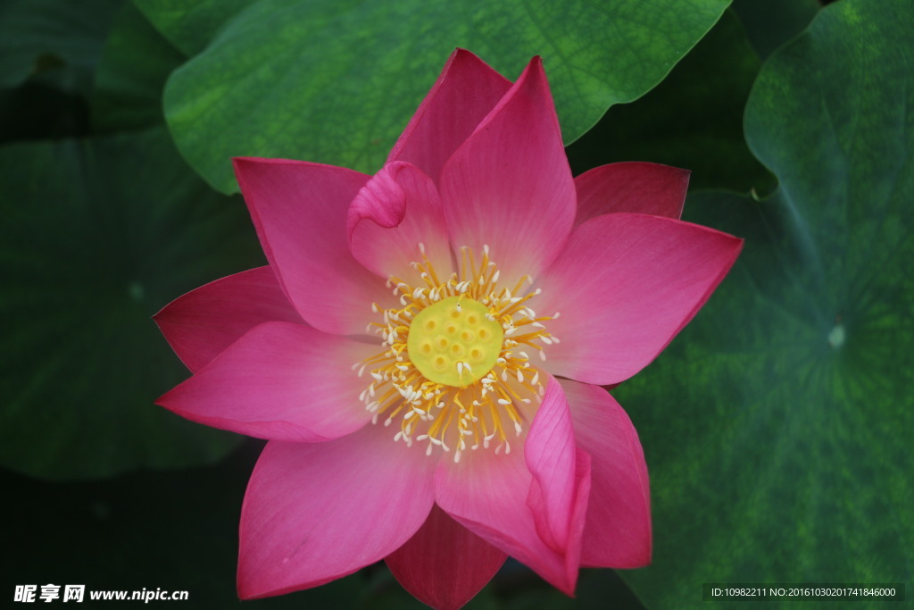 蓮花