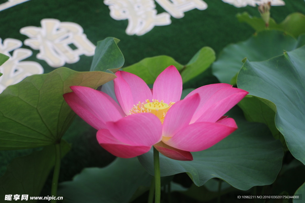 蓮花