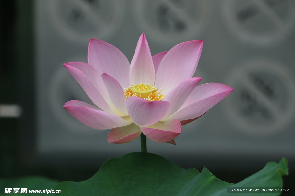 蓮花