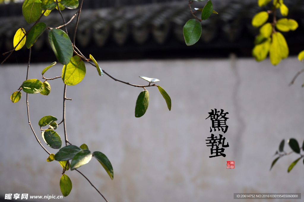 24節氣驚蟄