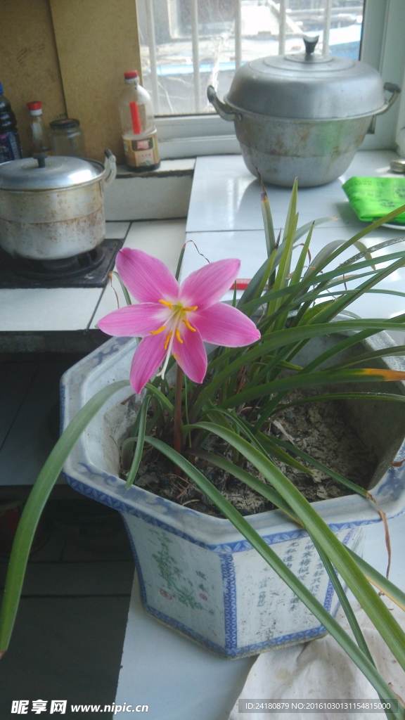 韭菜蓮
