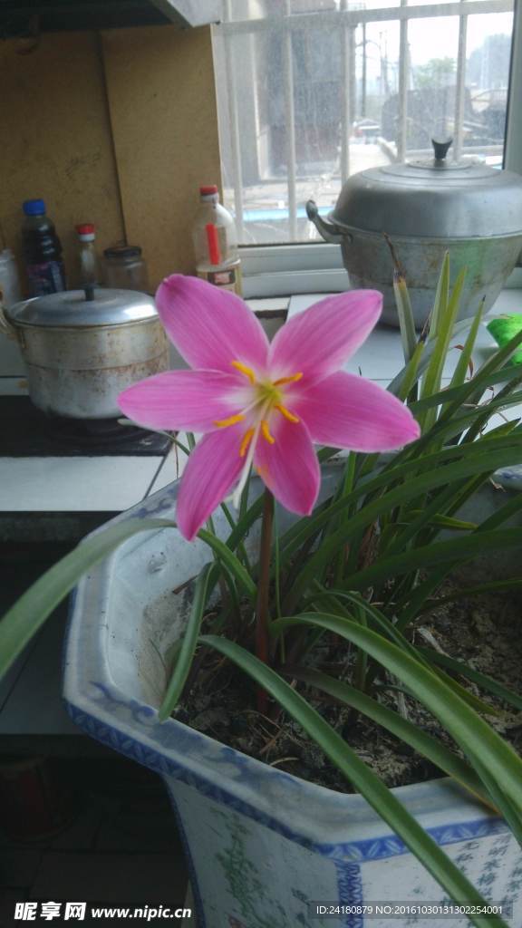 韭菜蓮