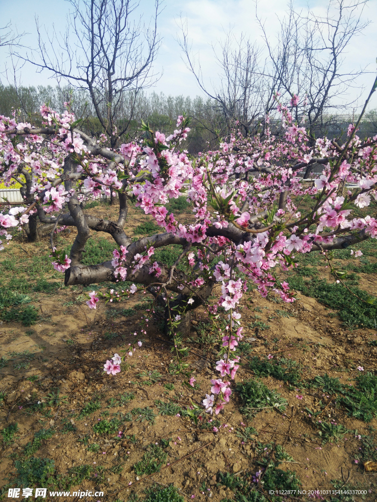 果樹開花