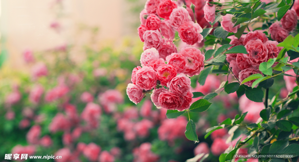 薔薇