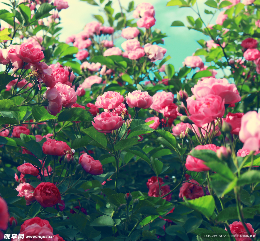 薔薇