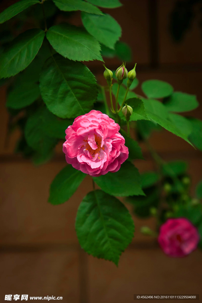 薔薇