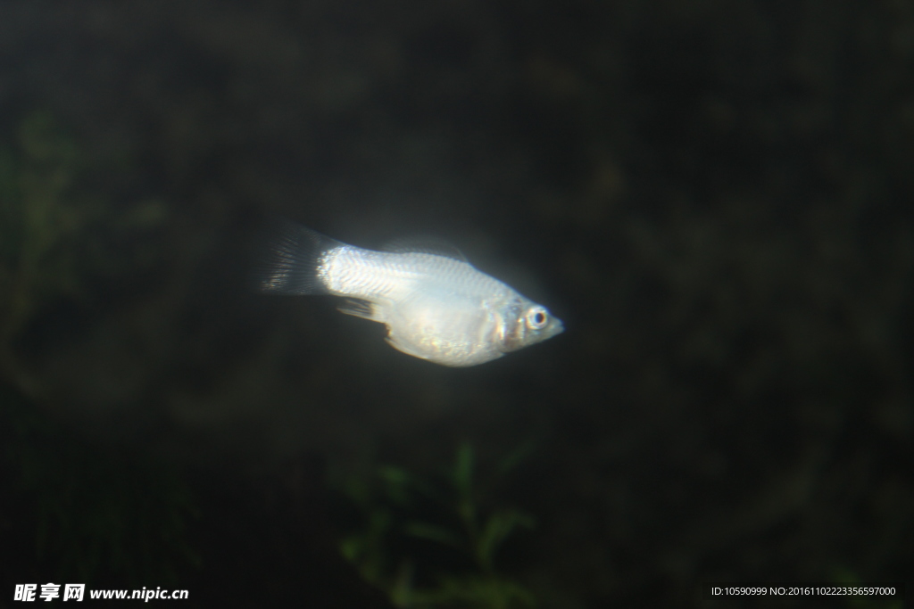 白色小魚
