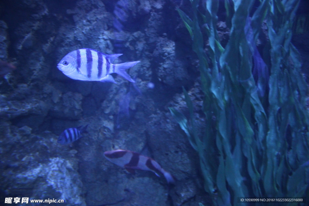 小魚