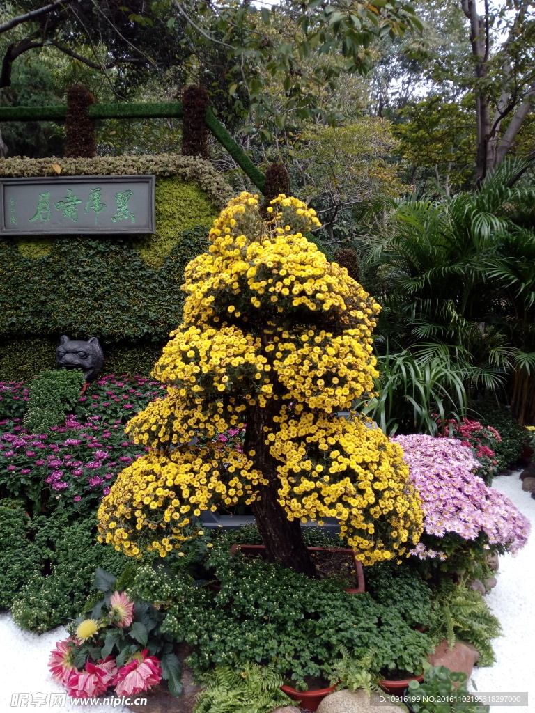 菊花