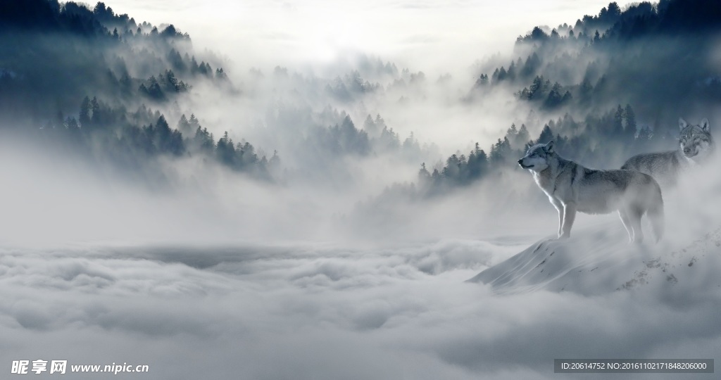 雪地中眺望遠(yuǎn)方的狼
