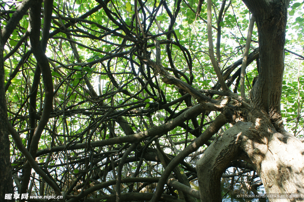 盘根错节