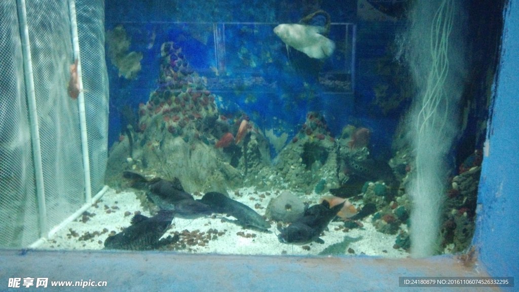 水族箱