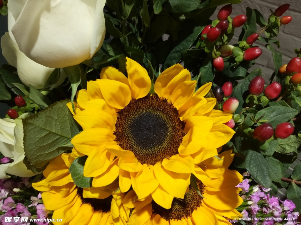 葵花