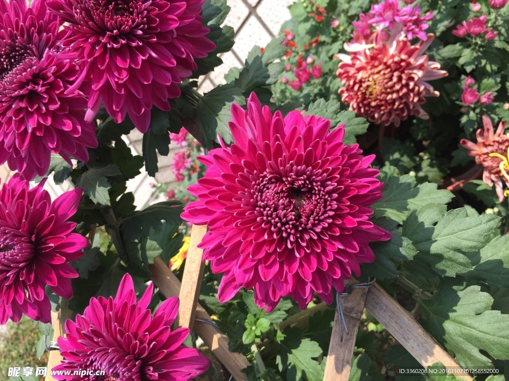 菊花開
