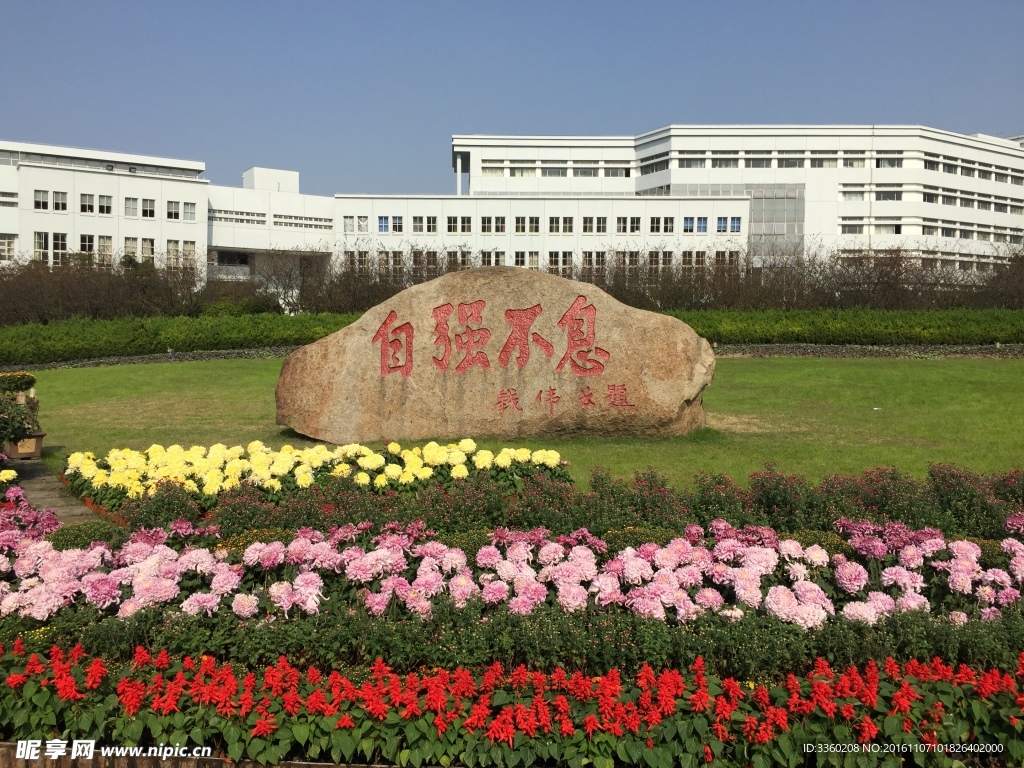 菊花開(kāi)