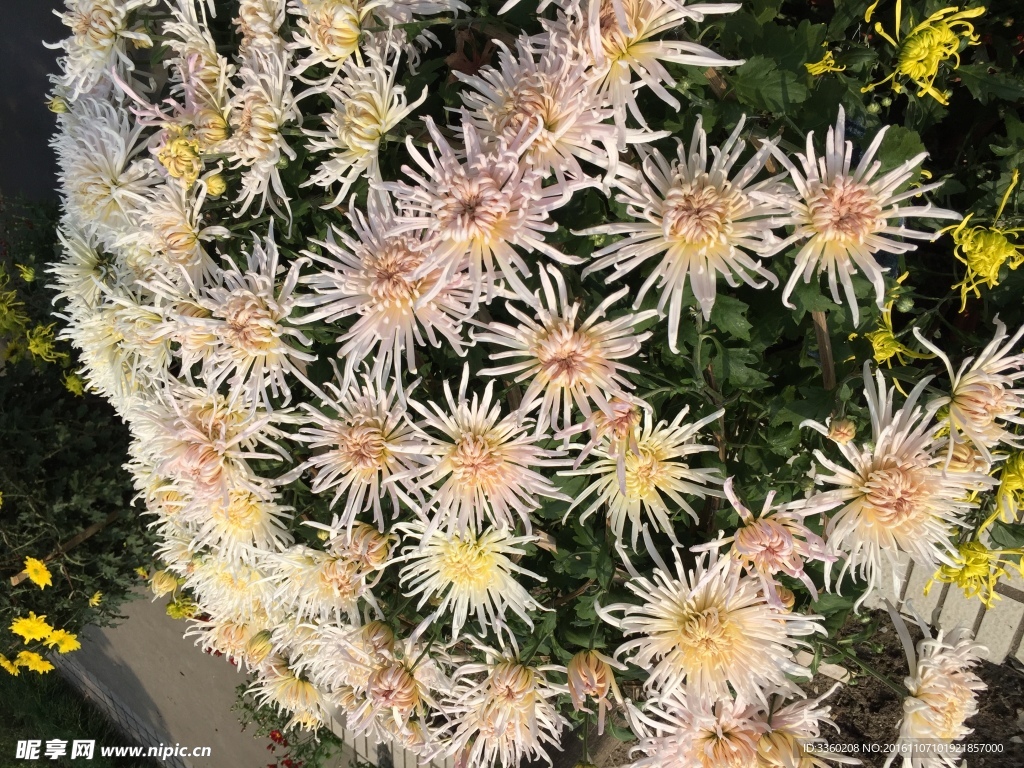 菊花開(kāi)
