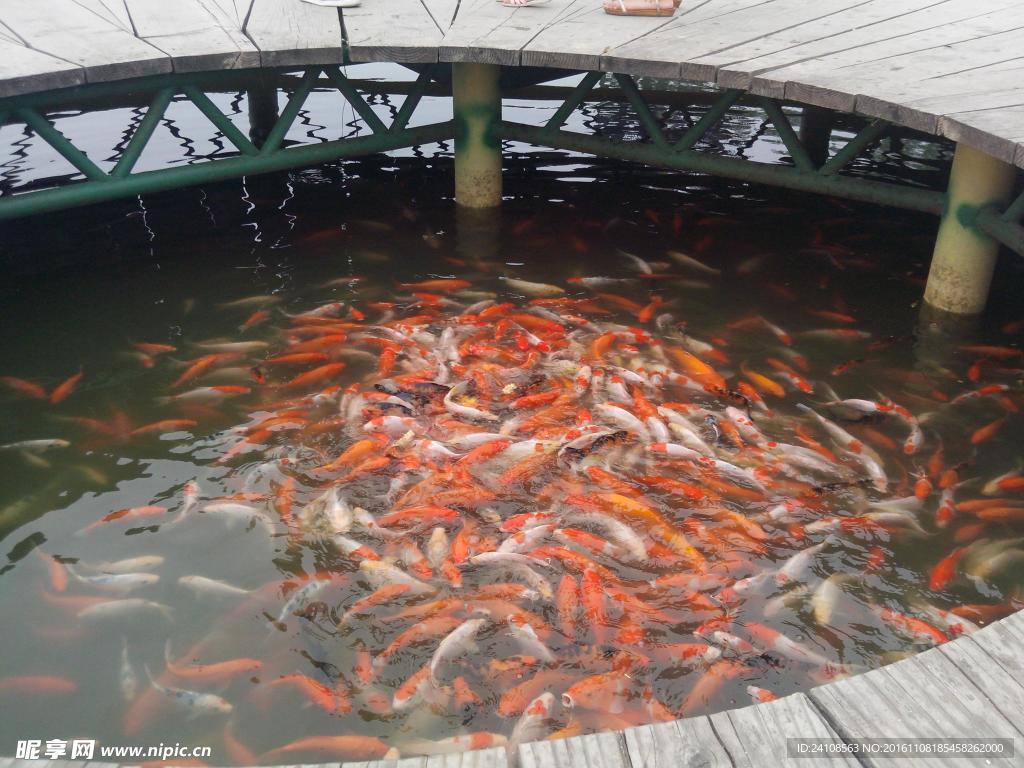 好多魚