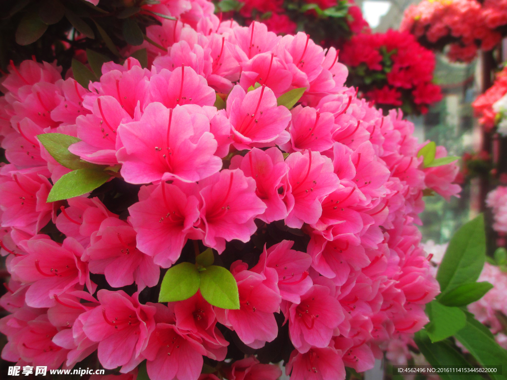 杜鵑花