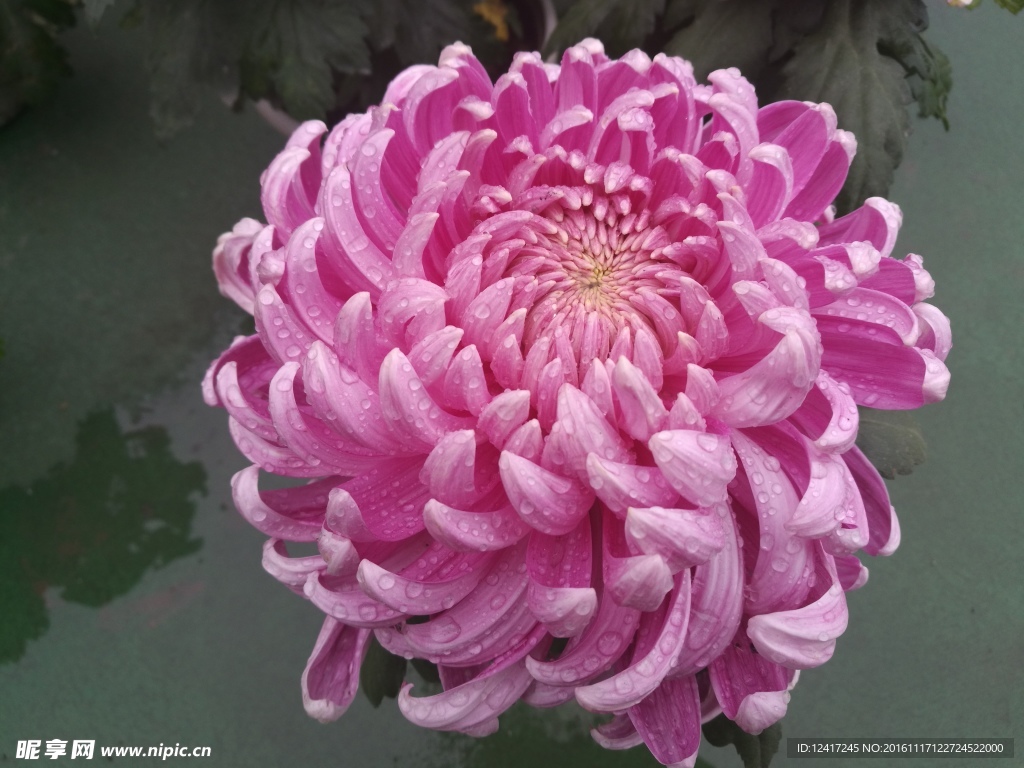 菊花