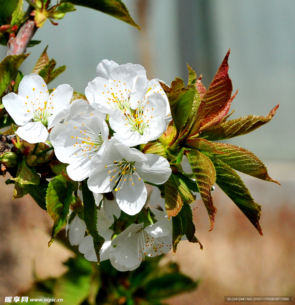 植物 花卉 四季 自然 環(huán)境