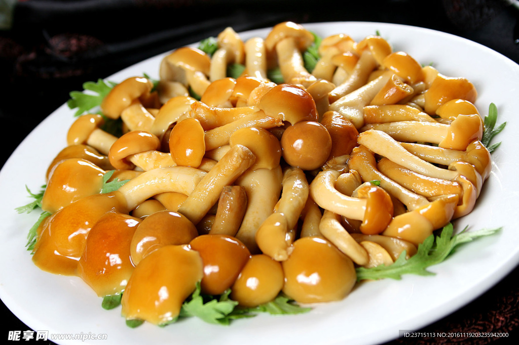 菌類蘑菇