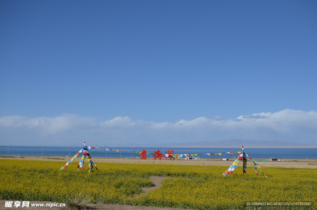 青海湖油菜花