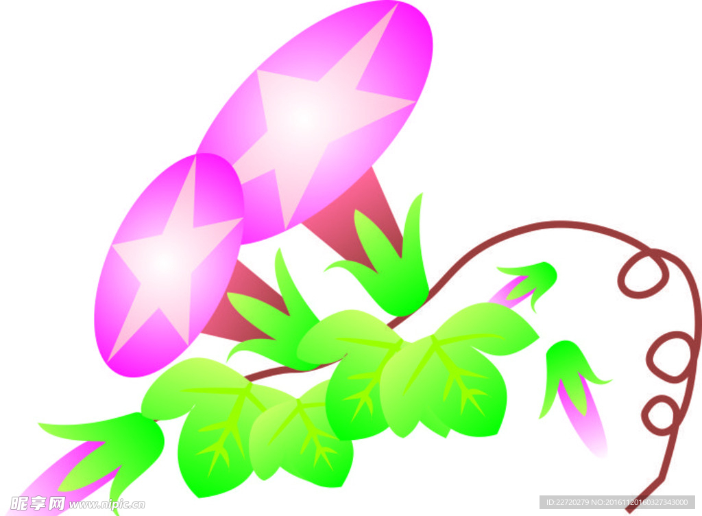 牽牛花