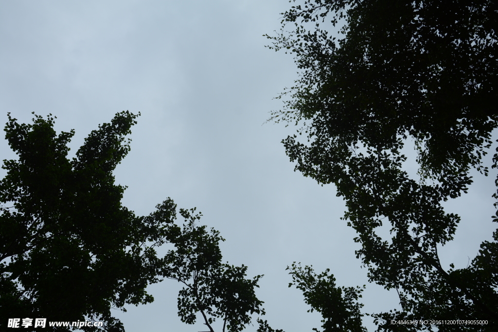 天空樹葉