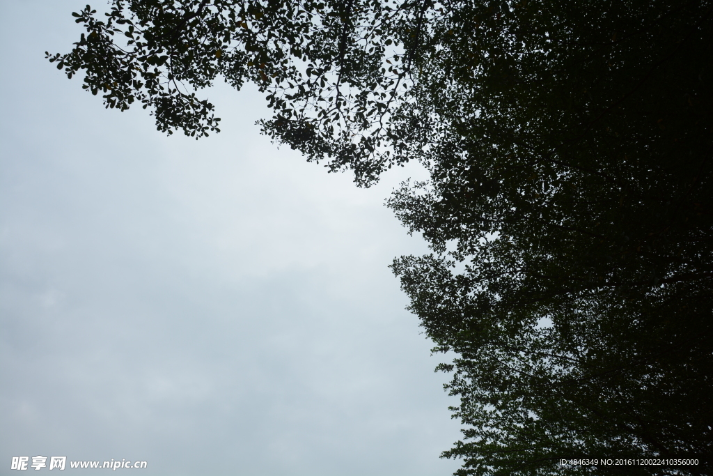 天空 樹葉