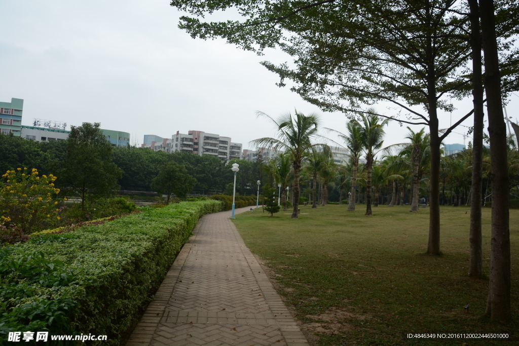 草地小路
